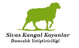 Sivas Kangal Koyunlar Damızlık Yetiştiriciliği  - Konya